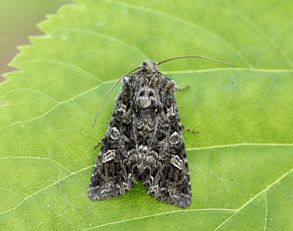 73.286 BF2167 Tawny Shears Hadena perplexa