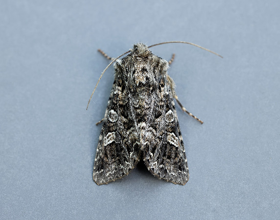 73.286 BF2167 Tawny Shears Hadena perplexa