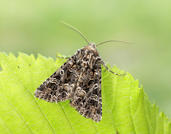 73.286 BF2167 Tawny Shears Hadena perplexa