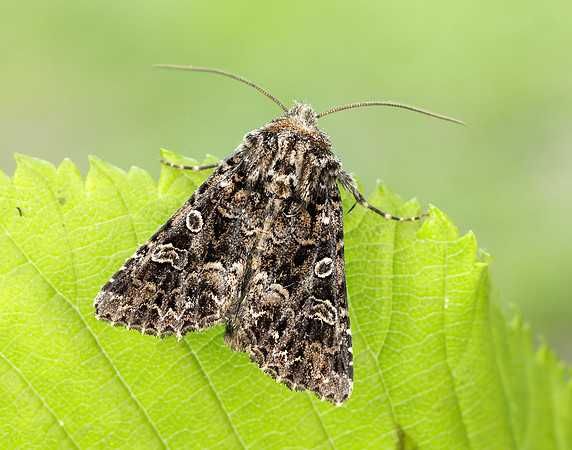 73.286 BF2167 Tawny Shears Hadena perplexa