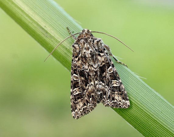 73.286 BF2167 Tawny Shears Hadena perplexa