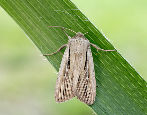 73.301 BF2205 Shoulder-striped Wainscot Leucania comma