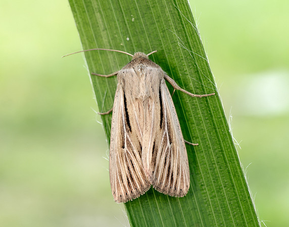 73.301 BF2205 Shoulder-striped Wainscot Leucania comma