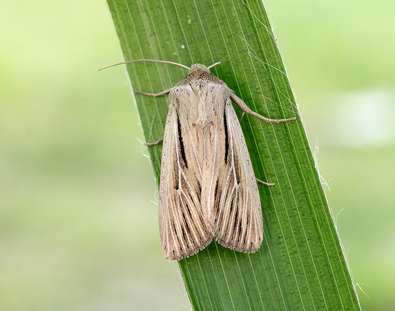 73.301 BF2205 Shoulder-striped Wainscot Leucania comma
