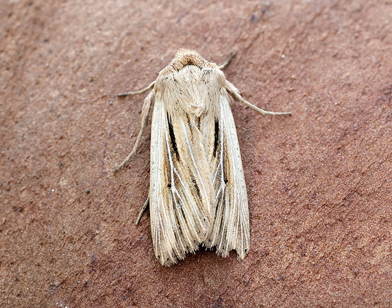 73.301 BF2205 Shoulder-striped Wainscot Leucania comma