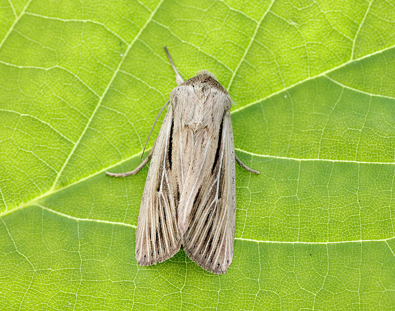 73.301 BF2205 Shoulder-striped Wainscot Leucania comma
