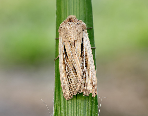 73.301 BF2205 Shoulder-striped Wainscot Leucania comma