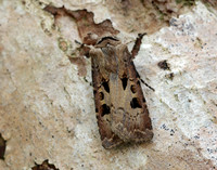 73.317 BF2089 Heart & Dart Agrotis exclamationis