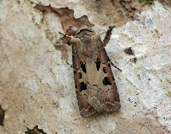73.317 BF2089 Heart & Dart Agrotis exclamationis