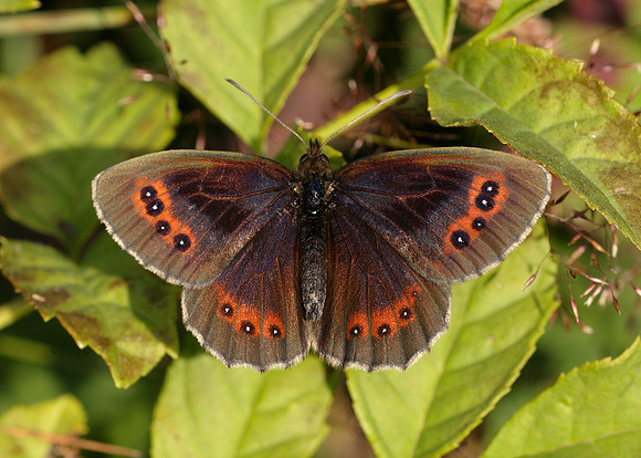 Scotch Argus Erebia aethiops