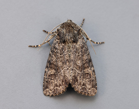 73.154 BF2330 Dusky Brocade Apamea remissa