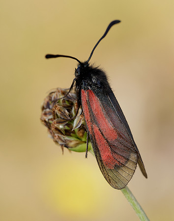 54.004 BF172 Transparent Burnet Zygaena purpuralis