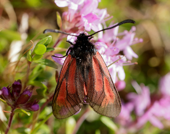 54.004 BF172 Transparent Burnet Zygaena purpuralis
