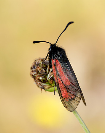 54.004 BF172 Transparent Burnet Zygaena purpuralis