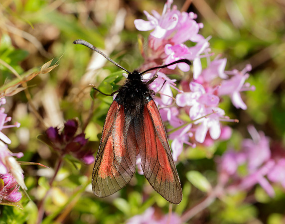 54.004 BF172 Transparent Burnet Zygaena purpuralis