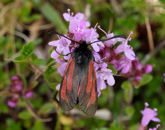 54.004 BF172 Transparent Burnet Zygaena purpuralis