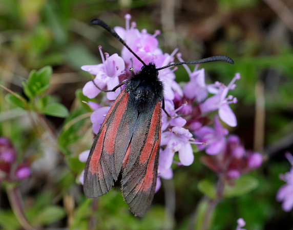 54.004 BF172 Transparent Burnet Zygaena purpuralis