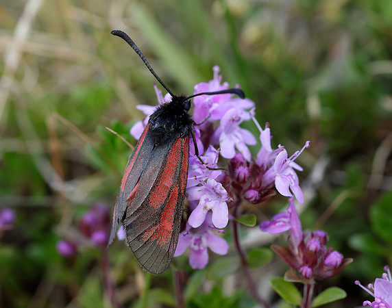 54.004 BF172 Transparent Burnet Zygaena purpuralis