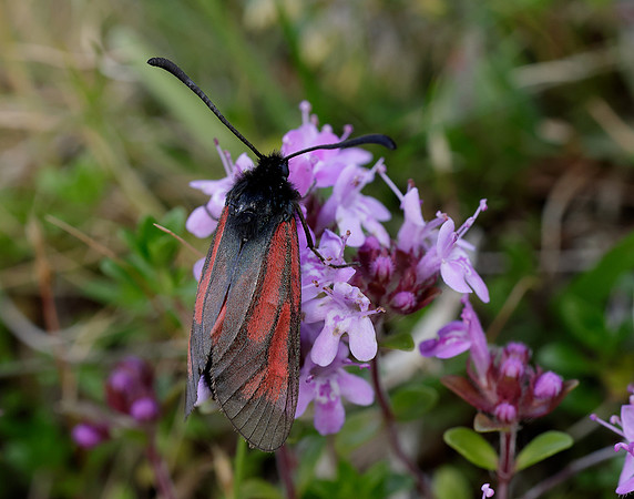 54.004 BF172 Transparent Burnet Zygaena purpuralis