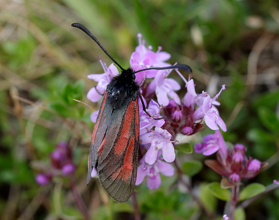 54.004 BF172 Transparent Burnet Zygaena purpuralis