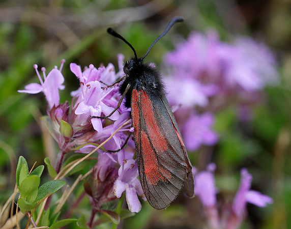 54.004 BF172 Transparent Burnet Zygaena purpuralis