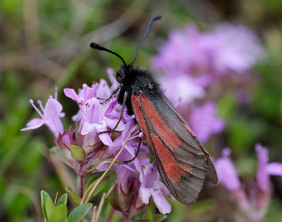 54.004 BF172 Transparent Burnet Zygaena purpuralis