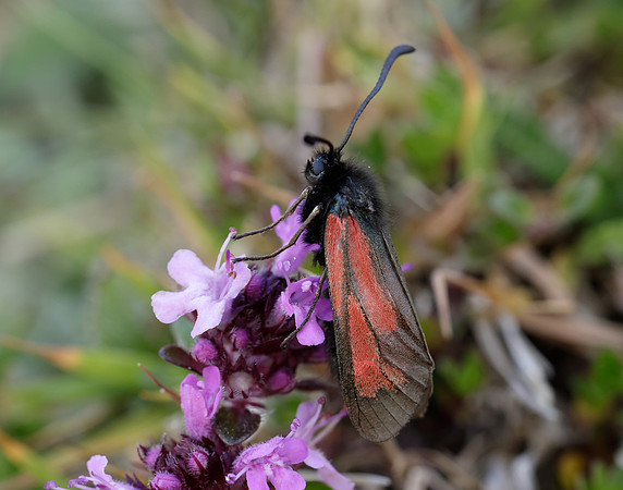 54.004 BF172 Transparent Burnet Zygaena purpuralis