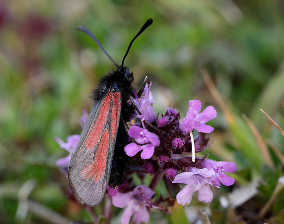 54.004 BF172 Transparent Burnet Zygaena purpuralis