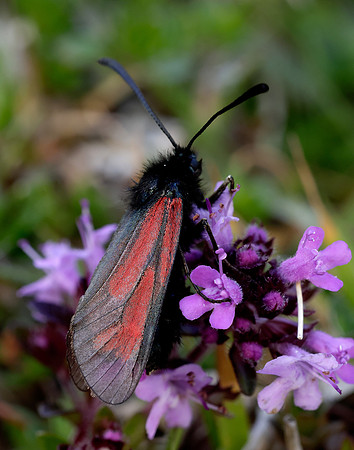 54.004 BF172 Transparent Burnet Zygaena purpuralis