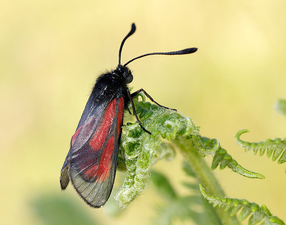 54.004 BF172 Transparent Burnet Zygaena purpuralis