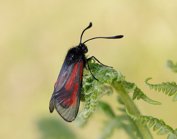 54.004 BF172 Transparent Burnet Zygaena purpuralis