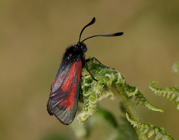 54.004 BF172 Transparent Burnet Zygaena purpuralis