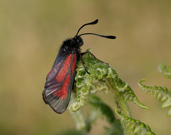 54.004 BF172 Transparent Burnet Zygaena purpuralis