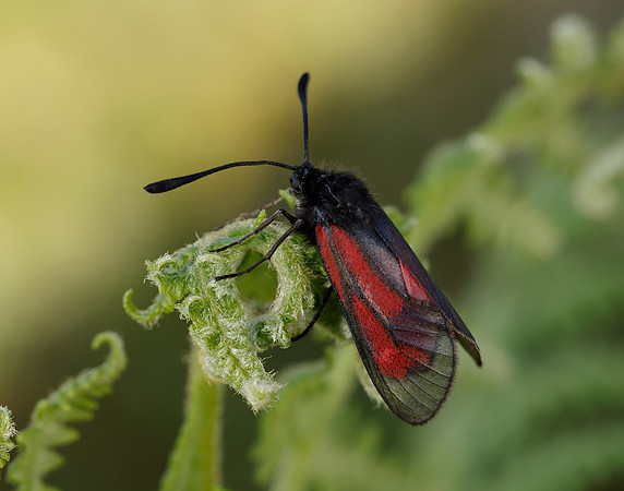 54.004 BF172 Transparent Burnet Zygaena purpuralis