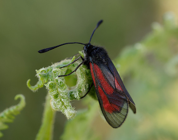 54.004 BF172 Transparent Burnet Zygaena purpuralis