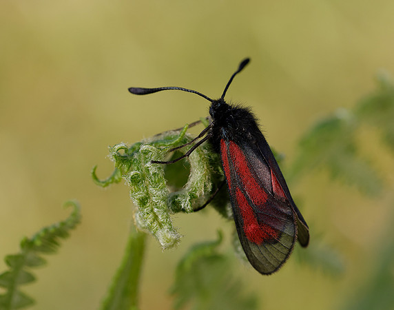 54.004 BF172 Transparent Burnet Zygaena purpuralis