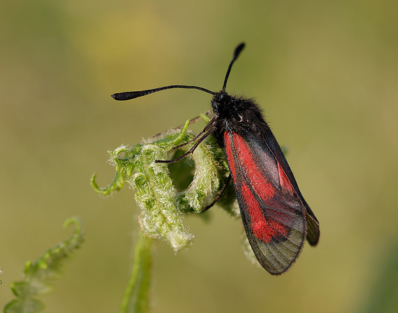 54.004 BF172 Transparent Burnet Zygaena purpuralis