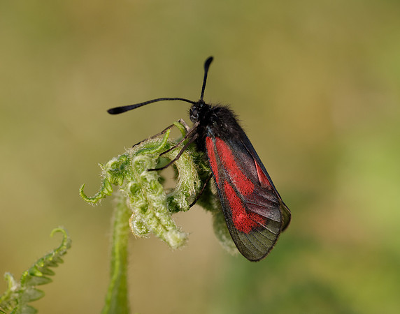 54.004 BF172 Transparent Burnet Zygaena purpuralis