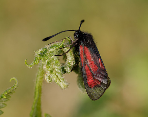 54.004 BF172 Transparent Burnet Zygaena purpuralis