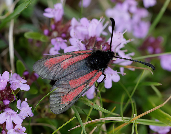 54.004 BF172 Transparent Burnet Zygaena purpuralis