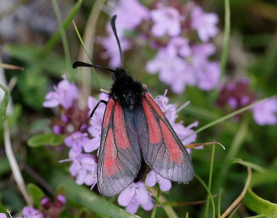 54.004 BF172 Transparent Burnet Zygaena purpuralis