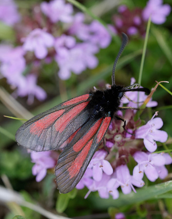 54.004 BF172 Transparent Burnet Zygaena purpuralis