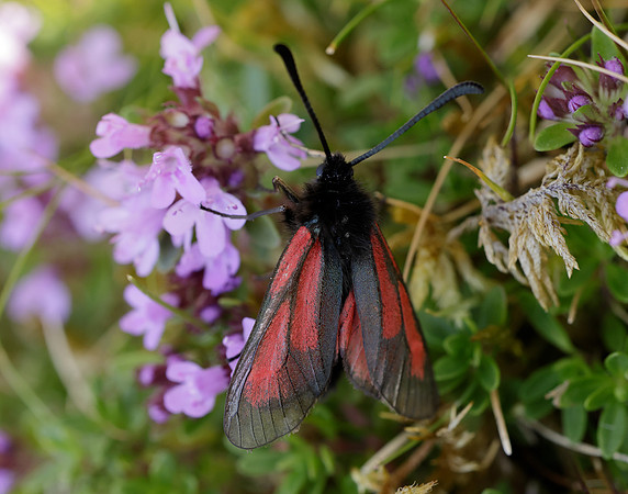 54.004 BF172 Transparent Burnet Zygaena purpuralis