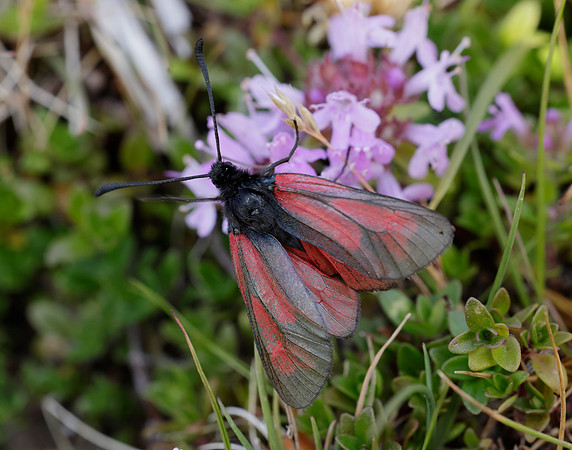 54.004 BF172 Transparent Burnet Zygaena purpuralis