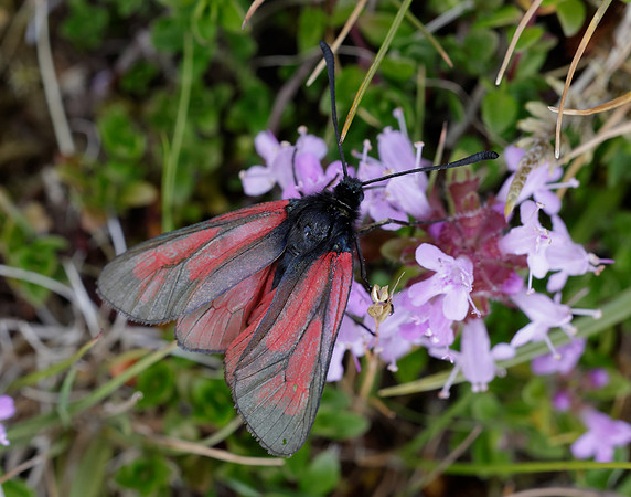 54.004 BF172 Transparent Burnet Zygaena purpuralis