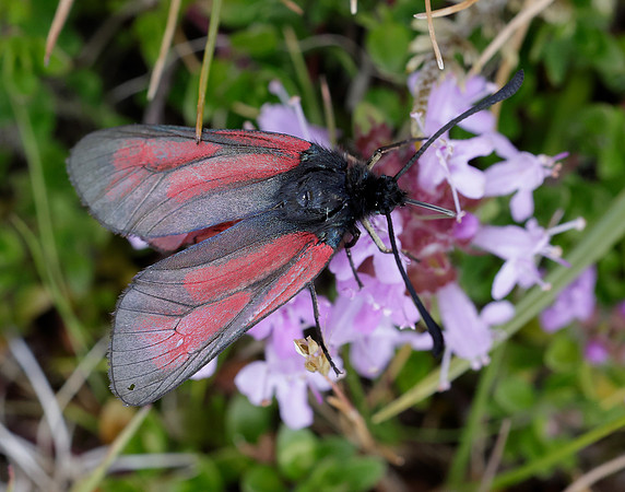 54.004 BF172 Transparent Burnet Zygaena purpuralis