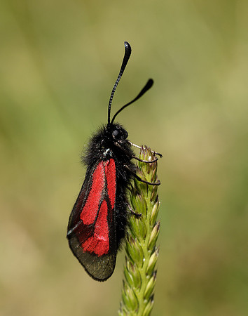 54.004 BF172 Transparent Burnet Zygaena purpuralis