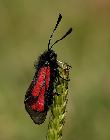 54.004 BF172 Transparent Burnet Zygaena purpuralis