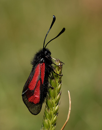 54.004 BF172 Transparent Burnet Zygaena purpuralis