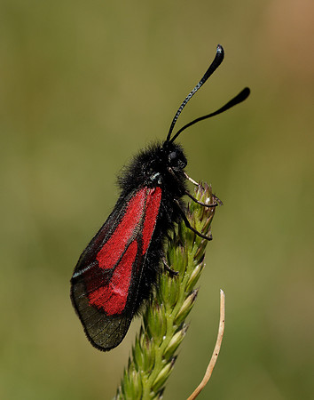 54.004 BF172 Transparent Burnet Zygaena purpuralis